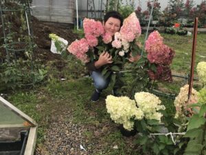 Гортензия метельчатая Ванила Фрайз