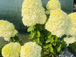 Гортензия метельчатая Литл Лайм (paniculata Little Lime),  объем горшка 3л