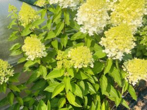 Гортензия Мэджикал Свит Саммер (Magical Sweet Summer), объем горшка 3л