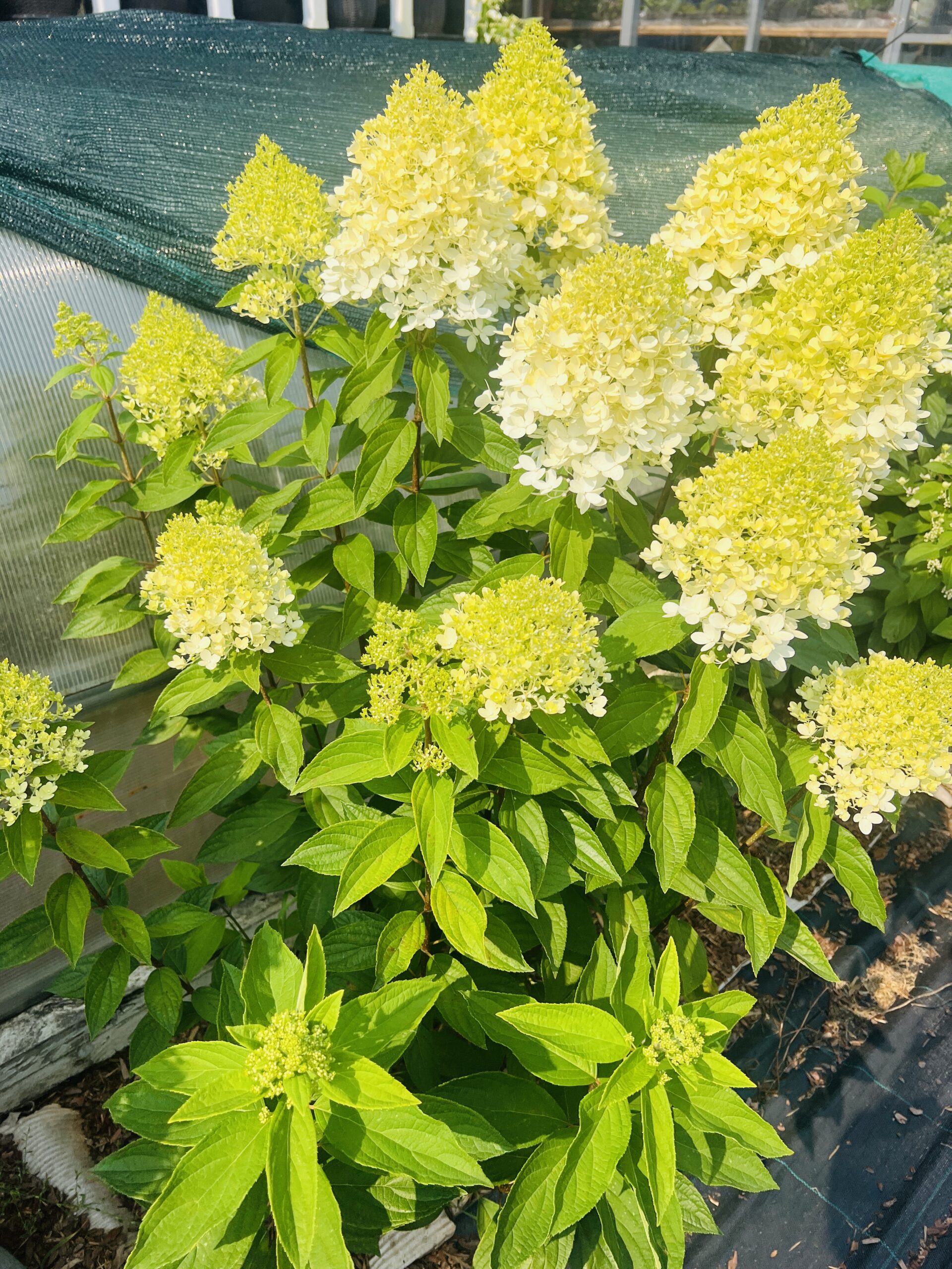 Гортензия Мэджикал Свит Саммер (Magical Sweet Summer), объем горшка 3л