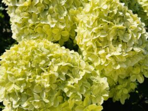Гортензия метельчатая Литл Лайм (paniculata Little Lime)