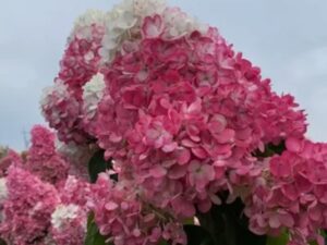 Гортензия Строберри Блоссом (Strawberry Blossom)
