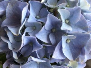 Гортензия крупнолистная "Blue Ballad" Блю Баллад, музыкальная коллекция, р9