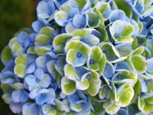 Гортезия крупнолистная (Magical Jewel Blue) Мэджикал Джевел Блю, объем горшка 1,5 л