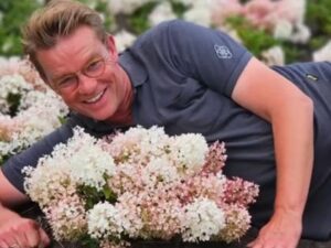 Гортензия метельчатая Граундбрейкер (Hydrangea pan.Groundbreaker) СУПЕРКАРЛИКОВАЯ НОВИНКА 2024,  объем горшка 3л